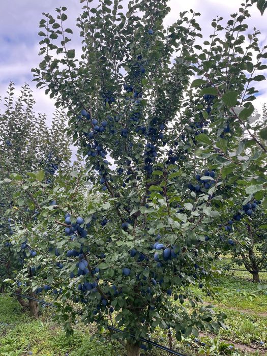 Prune de tuica de vanzare