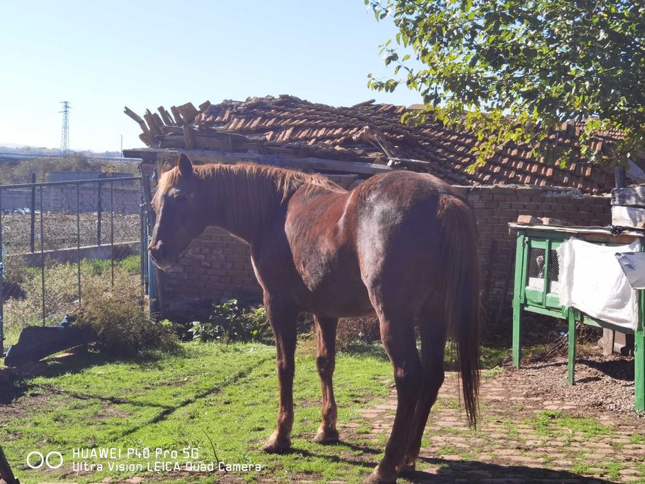 Кобила 155 см висока