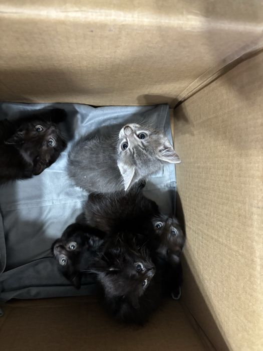 Отдам котят в хорошие руки