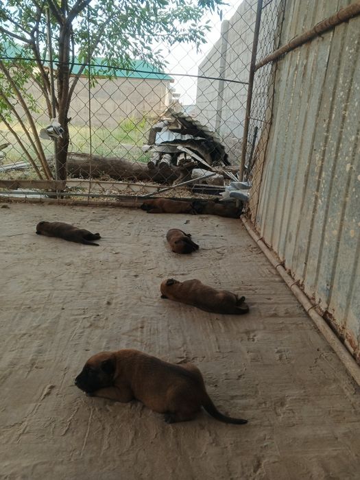 Малинуа белгейский овчарка