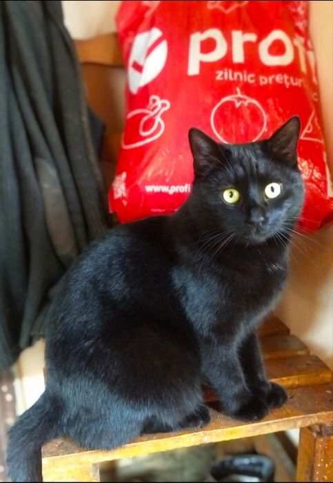 Se dau câini și pisici