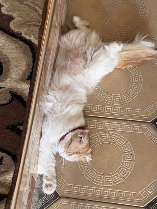 Scottish Fold Longhair