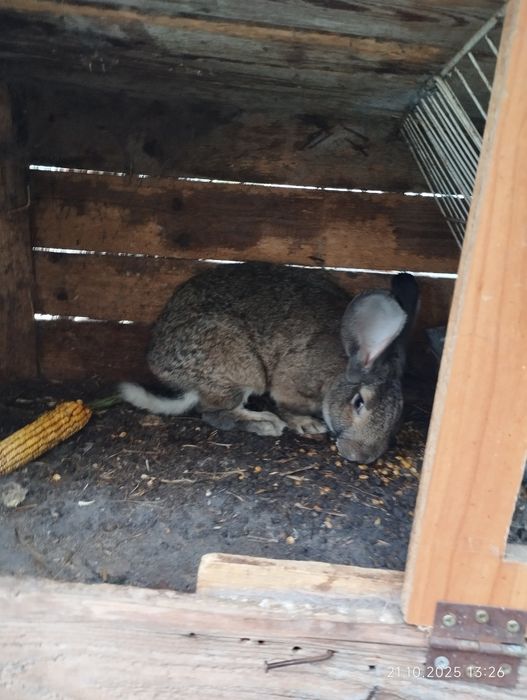 Vând iepuri uriași germani și Fluture german