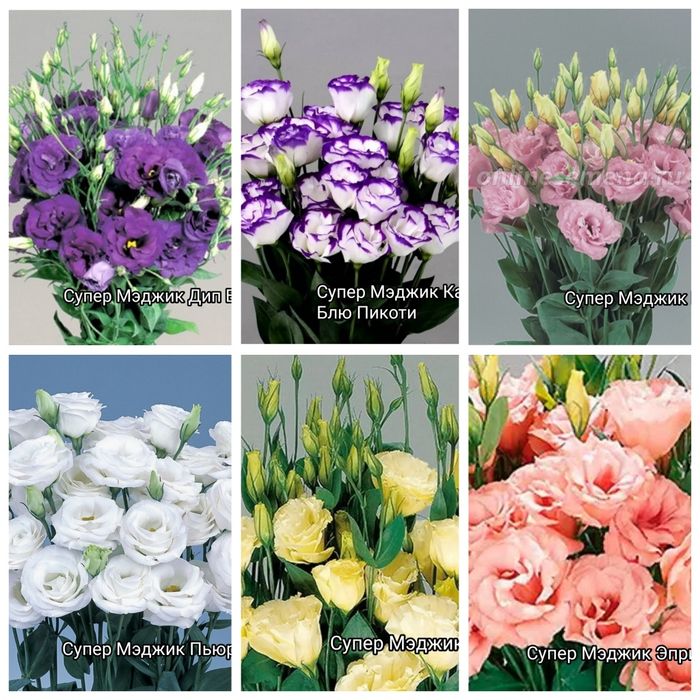 Профессиональные семена цветов