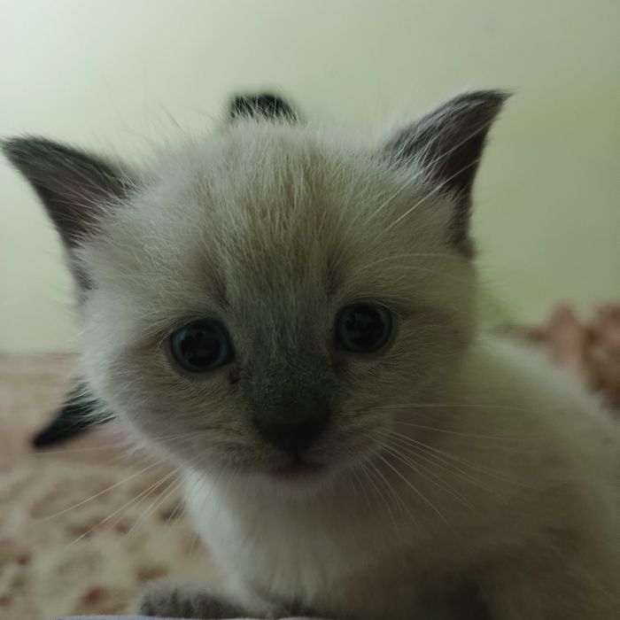 Котёнок продаётся