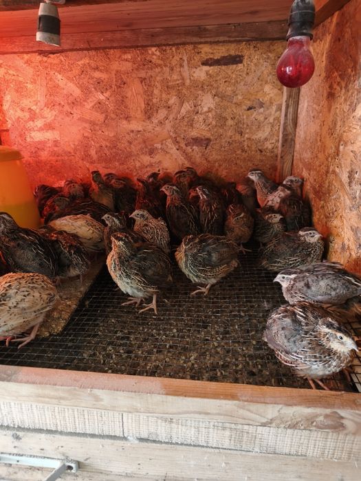 Пътпъдъци на всякаква възраст