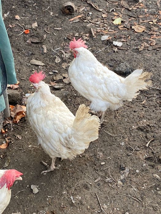 Куры несушки белые