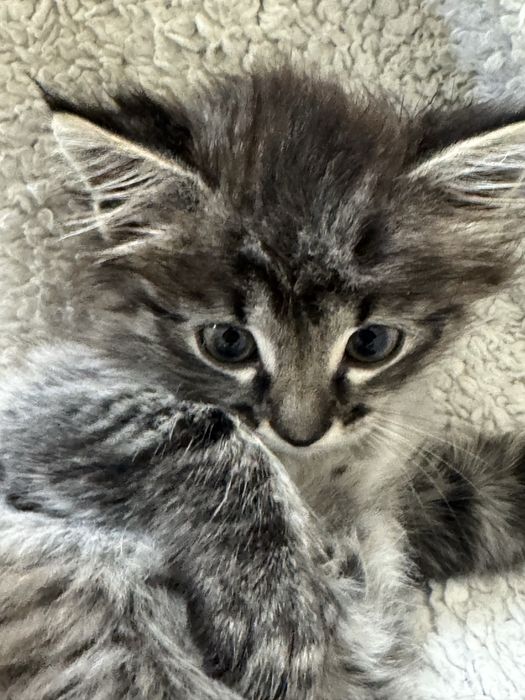 Котенок 4 месяцов