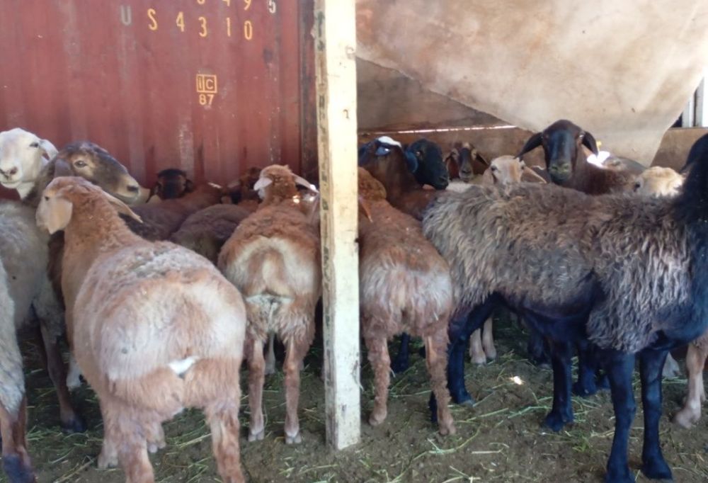 Семіз Қой сатылады