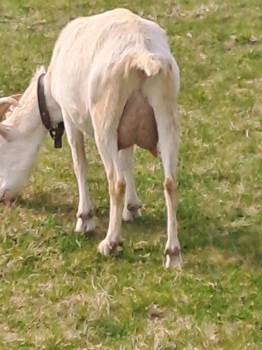 Vind capră sannen la adoua fără ied