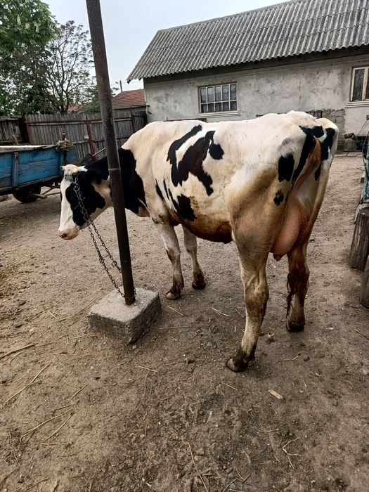 Vând vacă rasa Holstein