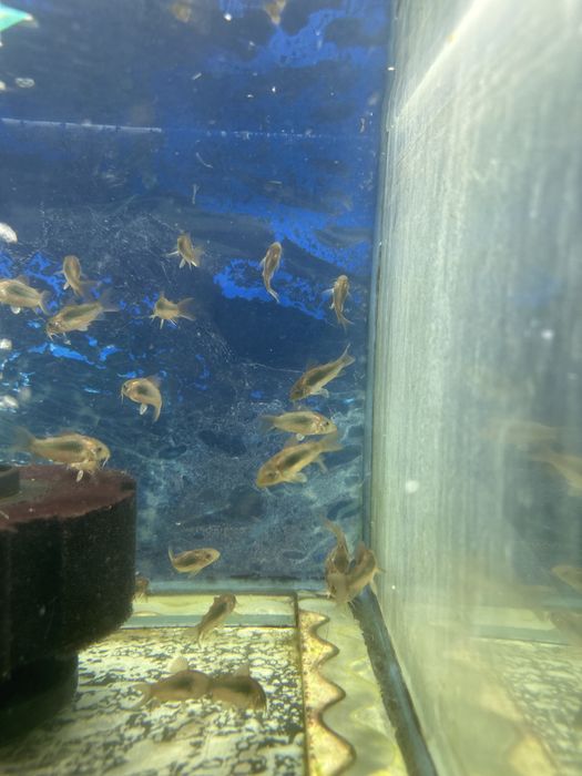 Продам сомикоа