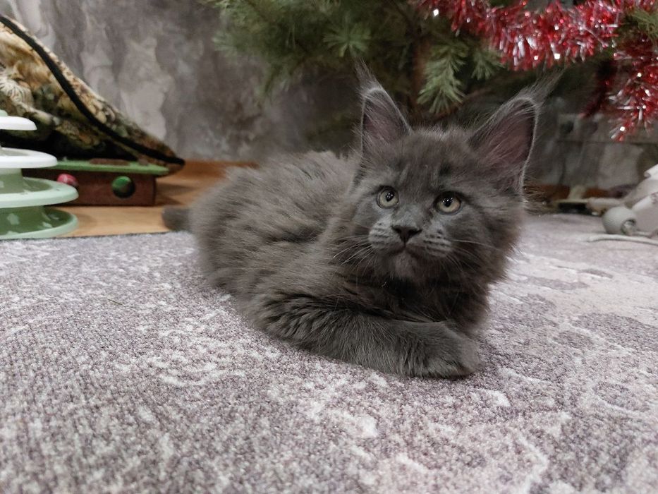 Котёнок мейн-кун (девочка) с документами