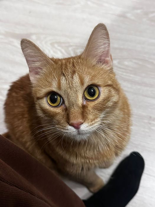 Отдадим кота в хорошие руки