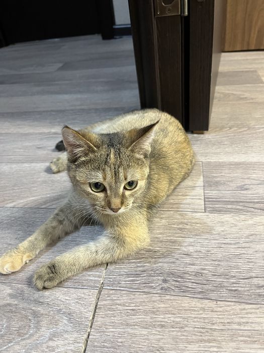 Отдам двух кошечек