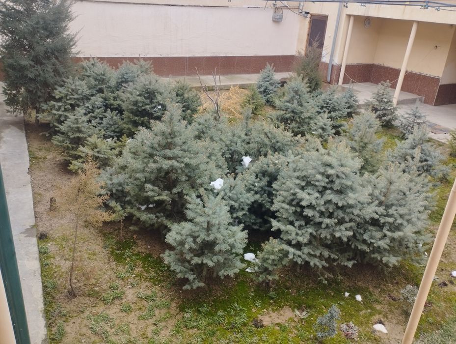 Archa galuboy  razmerlari har hillari bor