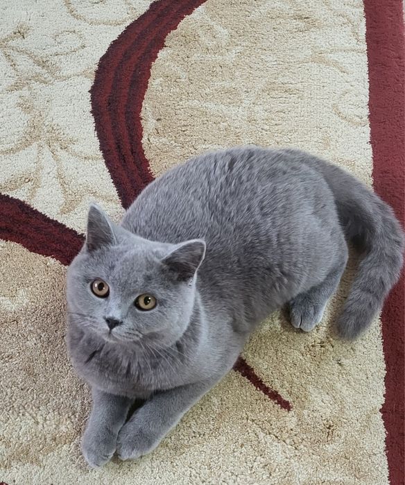 British shorthair