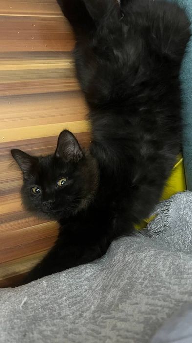 Чёрный котик ищет добрые руки!