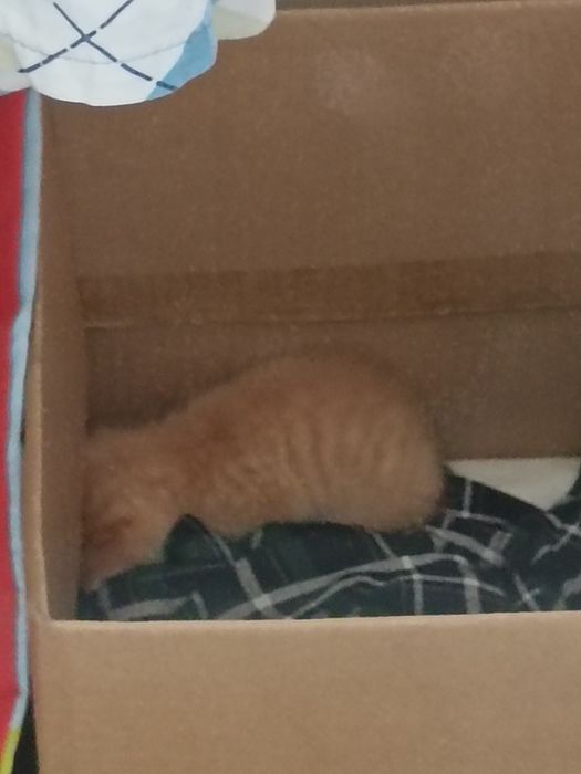 Отдам кошку бесплатно