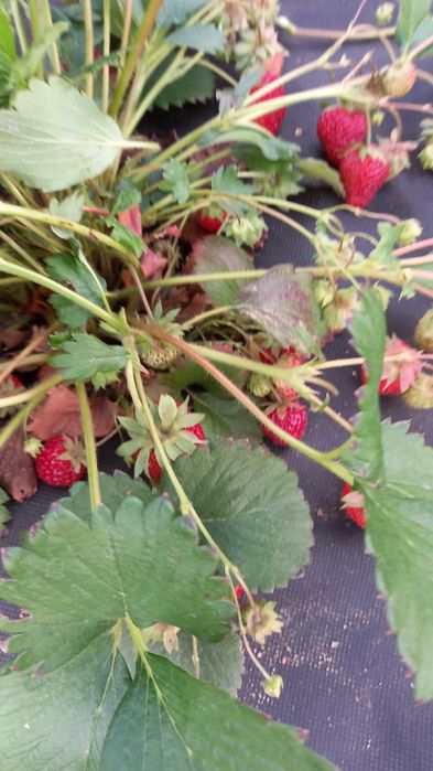 Продам рассаду клубники,сорт КЛЕРИ.