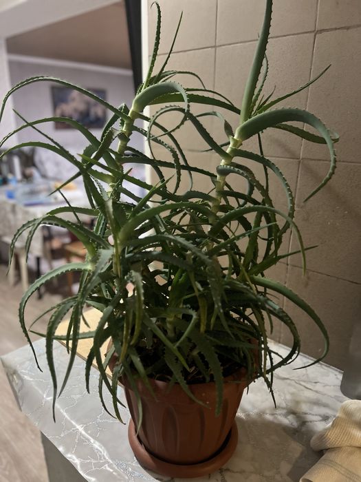 Продам Алое домашний