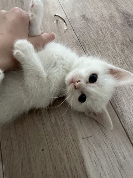 Отдам котят в хорошие руки