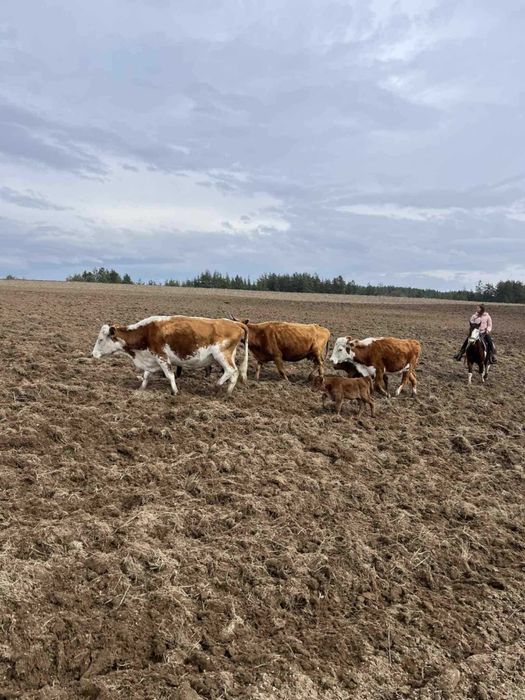 Крави Месодайни разпродажба