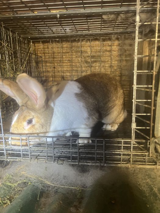 Iepuri de vanzare haycol francez