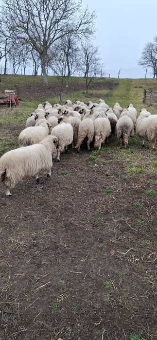 Vând oi breze turcane