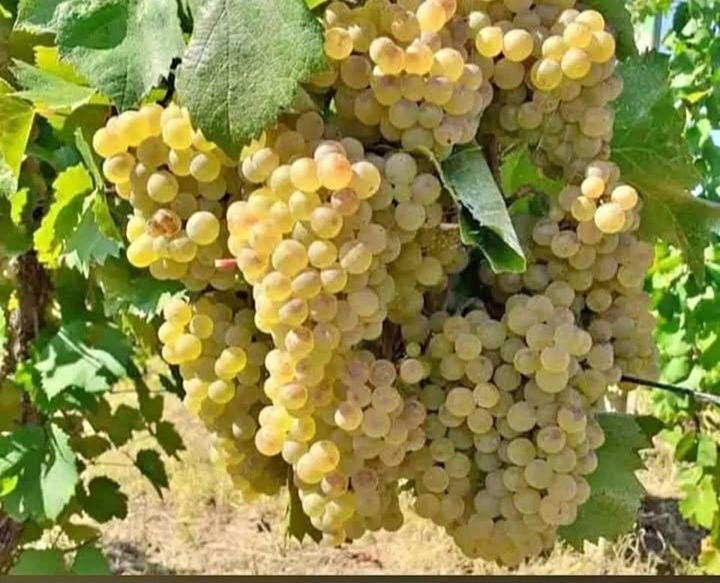 Vând struguri de vin