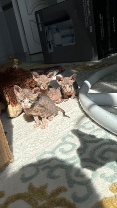 Кошка, сфинкс, котенок, кот