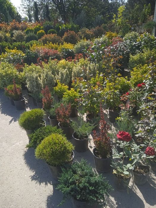 Sadovnik Archa ekish gazon ekish Gul ekish.