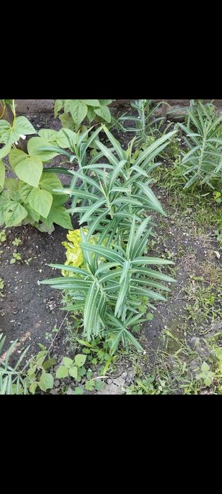 Planta anti cârtiță