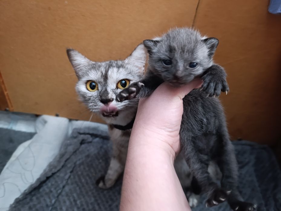 Продам шотландские котята