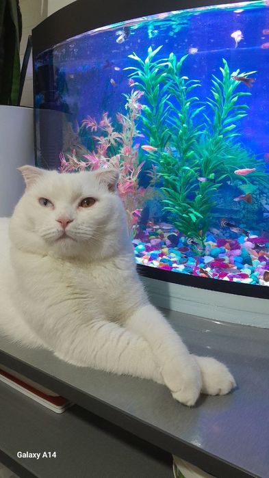 Кошка фолд очень умный