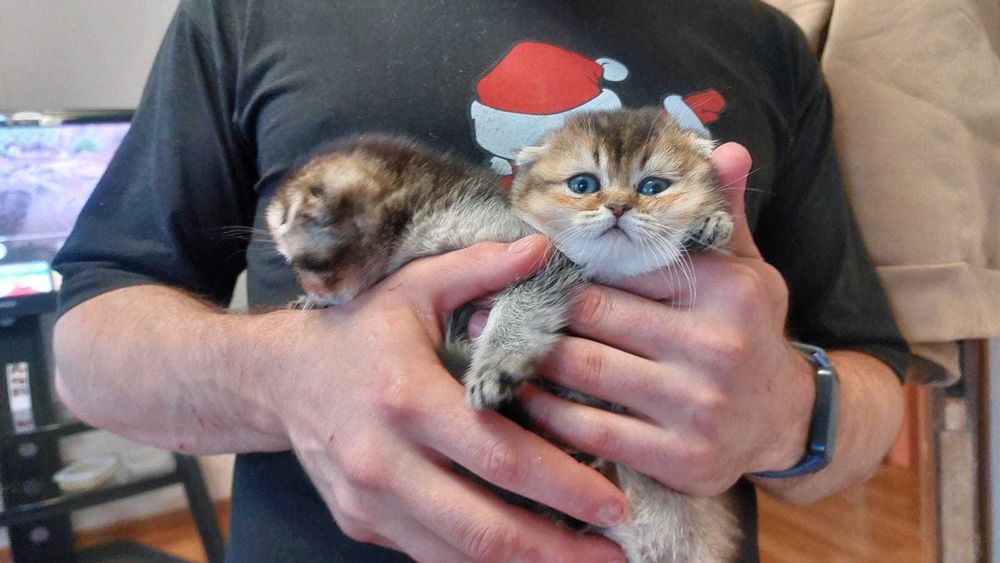 Продам шикарных вислоухих Шиншилл