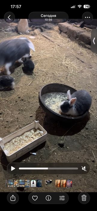 Продам кроликов породы баран