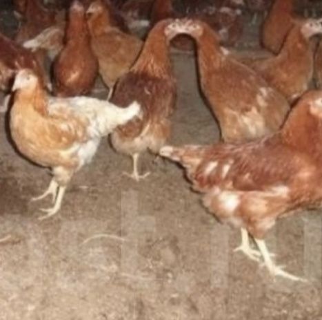 Куры несушки бройлера утята гусята