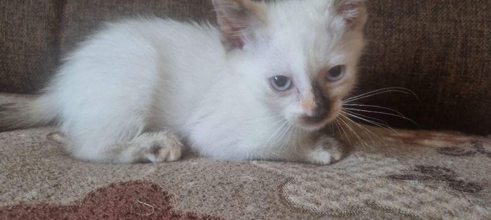 Продам милых умных котят.