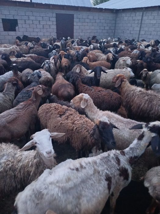 Продам баранов очен хороший