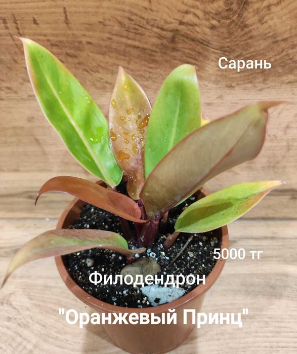 Филодендрон филодендрон