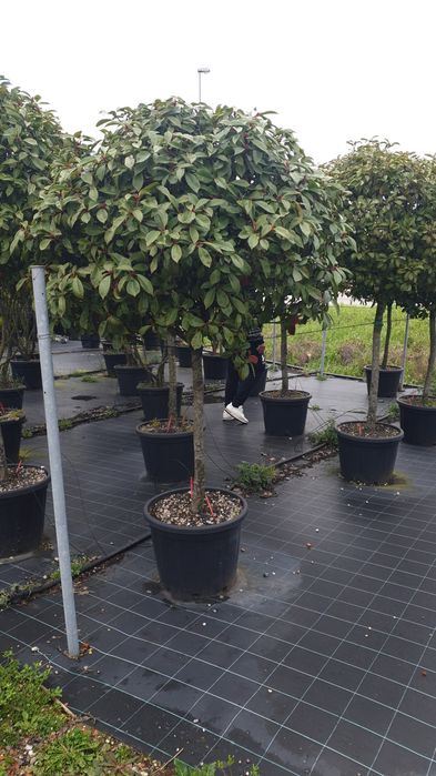 Tuia pon pon photinia