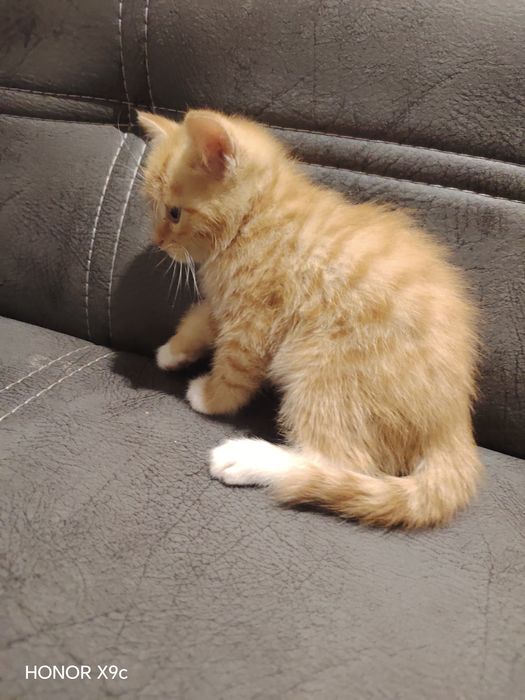 кошки болша 2 месяц