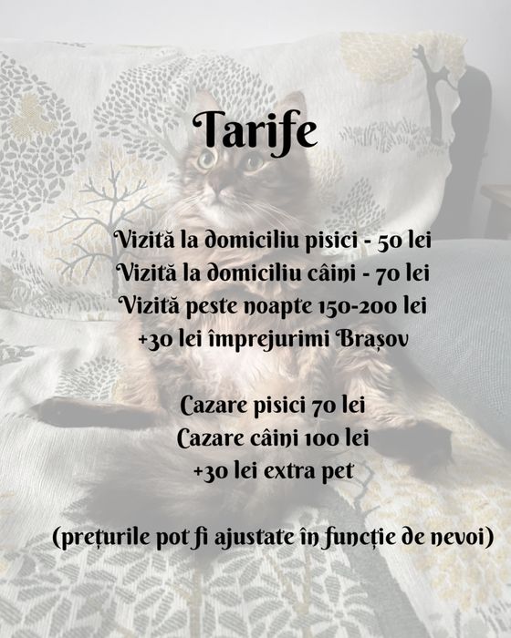 Pet sitting pentru lăbuțe fericite și inimi liniștite