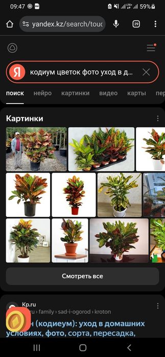 Комнатное растения Кодиум