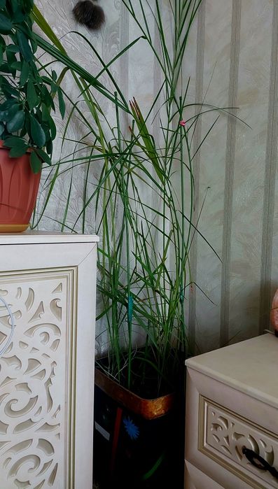 Финиковая пальма.