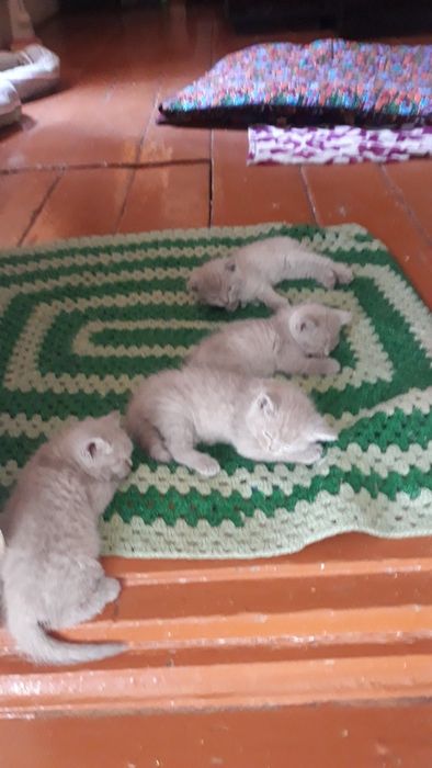 Котята вислоухие скотишь фольд и страйк