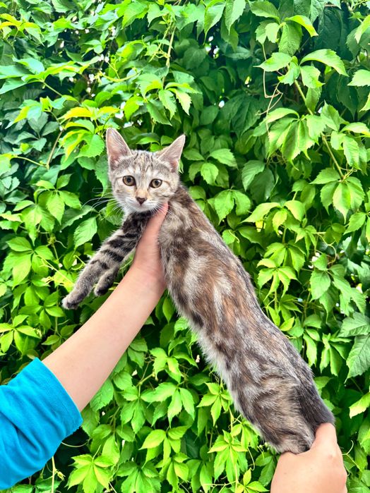 Отдаются за символическую сумму котята мраморный бенгал