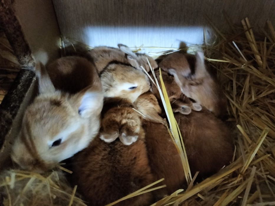 Продам кроликов .