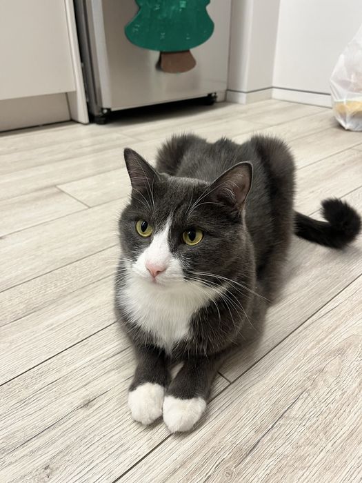 Отдаю кота в добрые руки